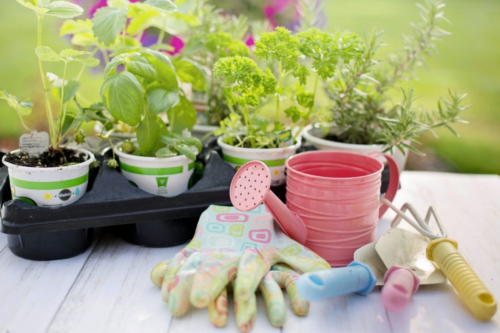 Consejos Para El Cuidado De Tus Plantas